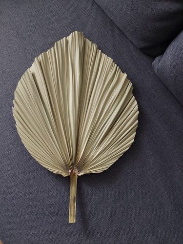 NATURAL DRIED PALM LEAF